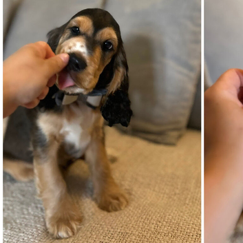 1 boy left  Rare Coloured Show-Type Cocker Spaniel Puppies