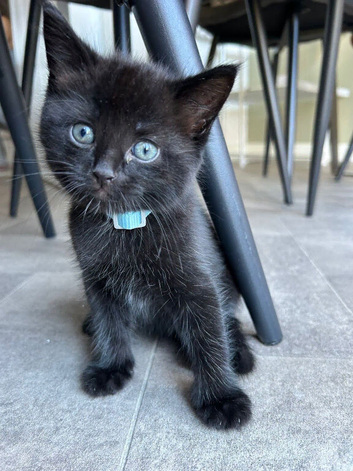 9 Week Old Male Kitten