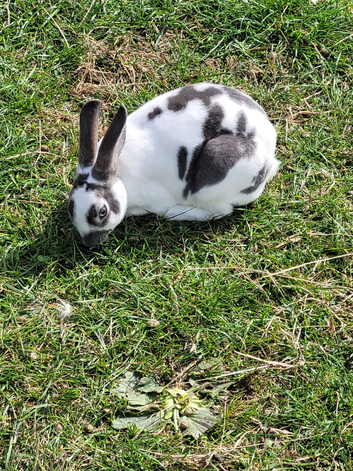 Mini rex rabbits for sale
