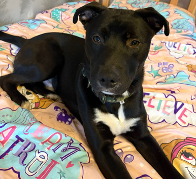 Needs to be rehoming