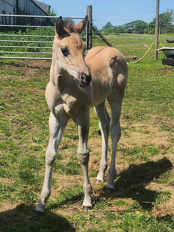 Elrbek Tumbleweed &hellip;&hellip; Striking grullo (roan?) filly foal