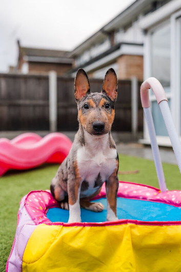 Exotic Miniature Bullterrier Puppies