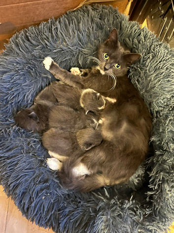 Beautiful Russian Blues for sell