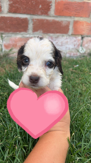 Cocker spaniel puppies.