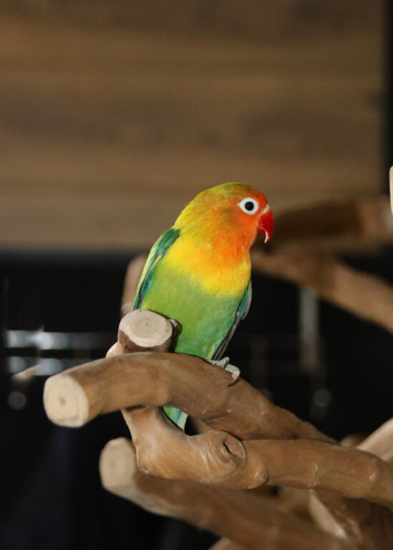Baby Love birds available in a variety of colours,17