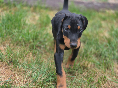 KC reg Dobermann puppy (READY)