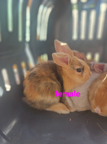 Mini lop X dutch