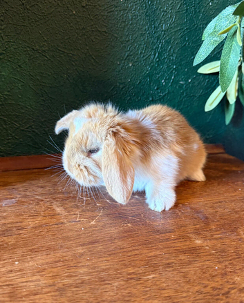 1 Pure French Lop Doe Left