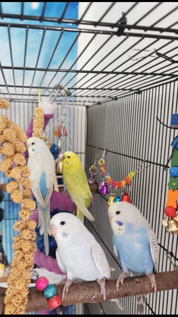 Beautiful baby Budgies