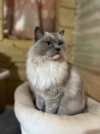 Tica older ragdoll kittens ready now