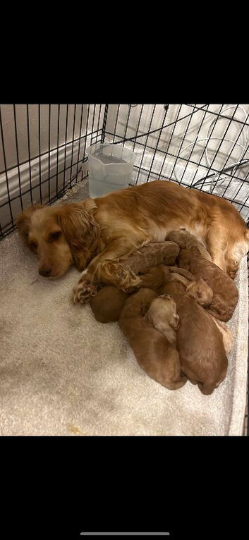 Cockapoo puppies