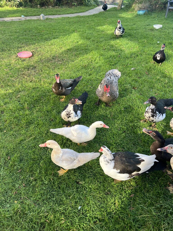 Selection of Muscovy