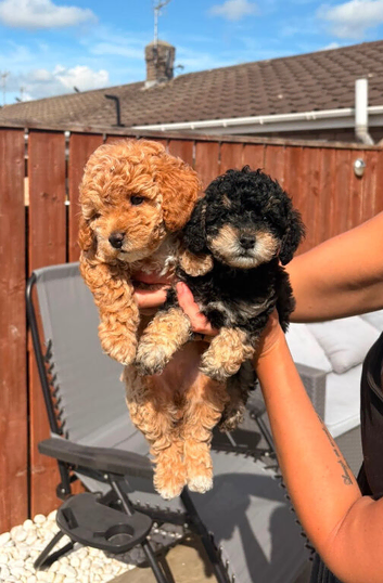 Jackapoo puppies for sale