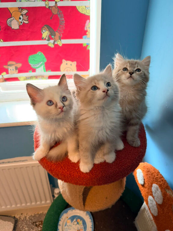 Tica reg ragdolls
