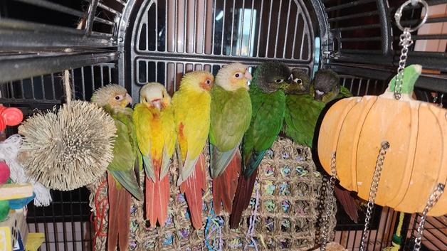 Hand reared baby conures