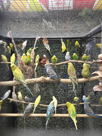 BEAUTIFUL BUDGIES AVAILABLE NOW!