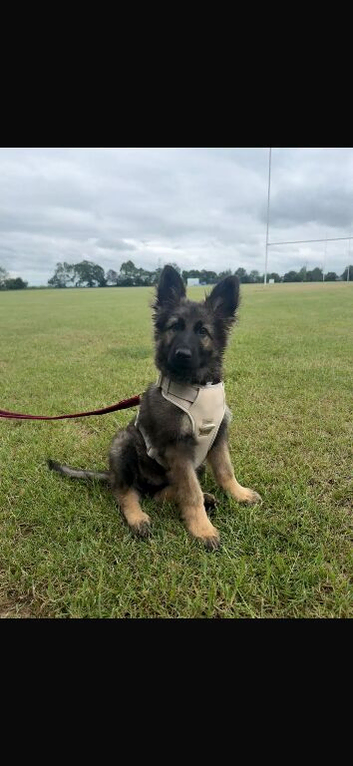 German sheppard pup