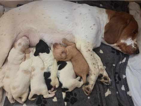 Cockador puppies for sale