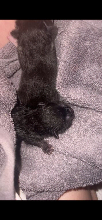 Newborn kittens