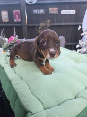 4 Beautiful girls looking for there forever homes