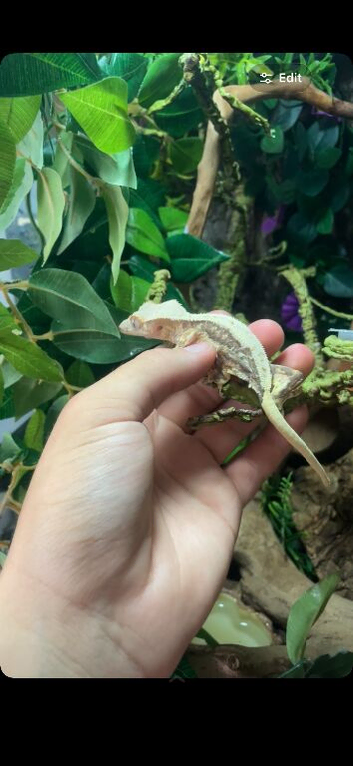 Adult lillywhite crested gecko - Male