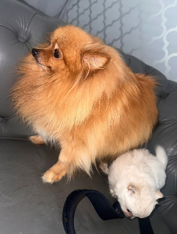 Pomeranian female