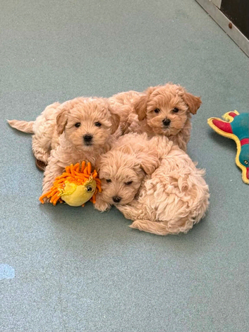 Beautiful Maltipoo Puppies.