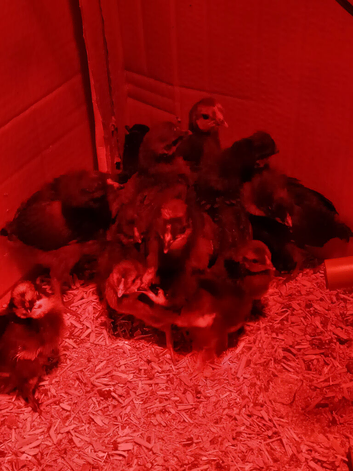 Polish x 1 and 2 week old chicks