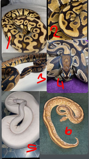 Ball pythons