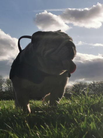 English Bulldog Female