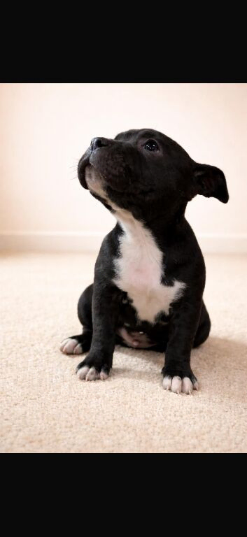 Pocket bully