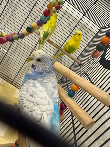 3 budgies