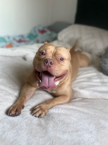 Male pocket bully sand colour