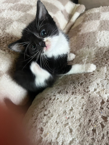 kitten black and white