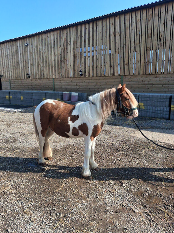 Beautiful 2 years old cob colt