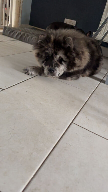 Neutered male
