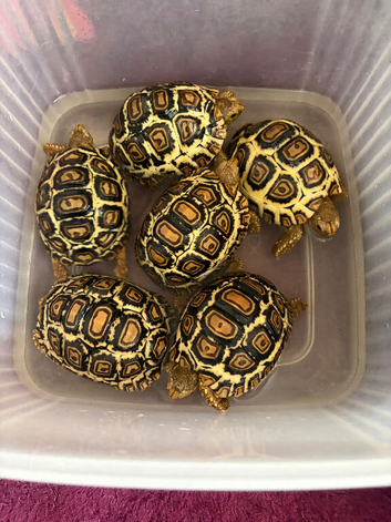 Leopard Tortoise Babies- both Standard colour & rare High White colouring