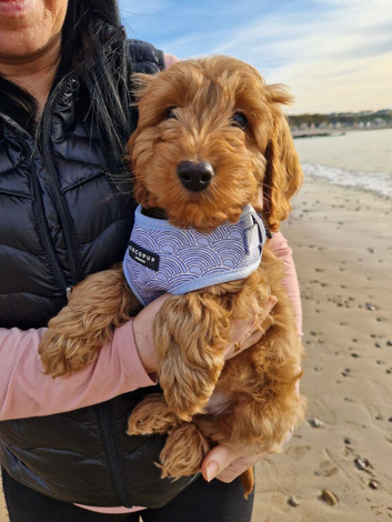 Cockapoo puppies  "Ready now"