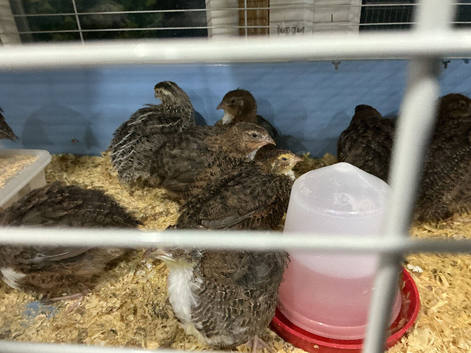 Jumbo quail