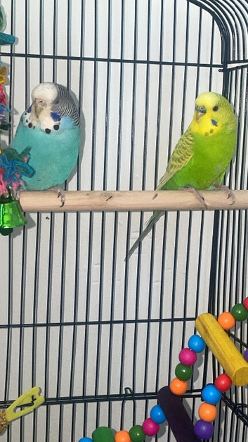 Budgies