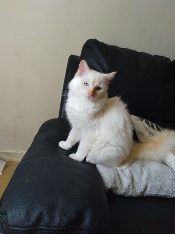 need some warmth in your life.meet Flame.is a flame point ragdoll