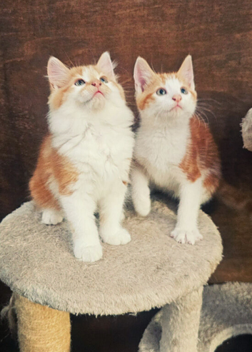 Two ginger male kittens ready for a new home now!