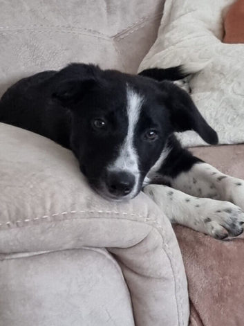 Female named Willow Border Collie cross with Kelpi