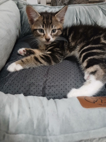 Male tabby kitten