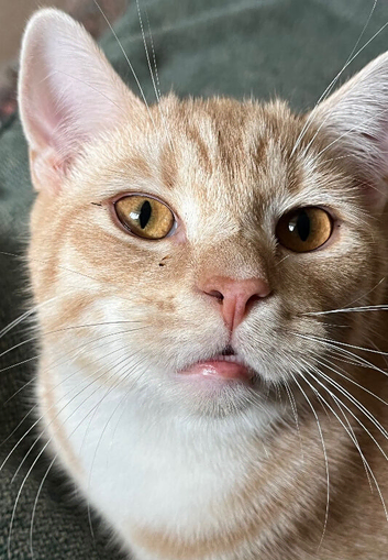 British shorthair X