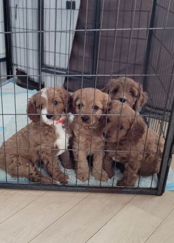 F1 Cavapoo