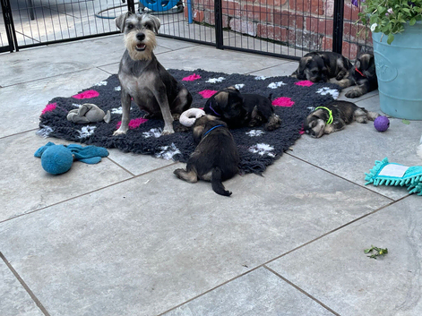 Miniature schnauzer puppies