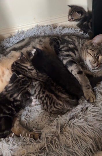 Bengal cross kittens