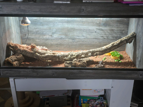 8 month old Bearded Dragon.