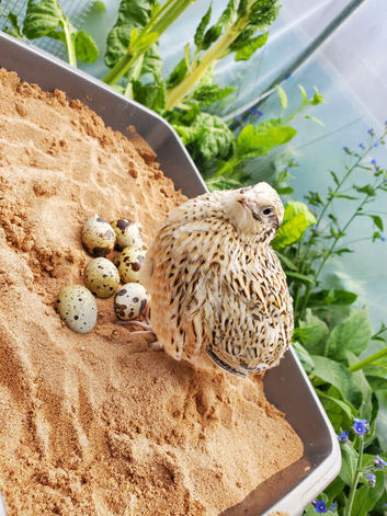 2 month old jumbo quail mixed colors jumbo white